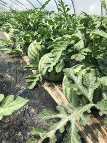 头茬瓜带黑籽可以吃吗,安全与营养并存