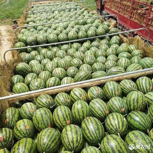 头茬瓜带黑籽可以吃吗,安全与营养并存